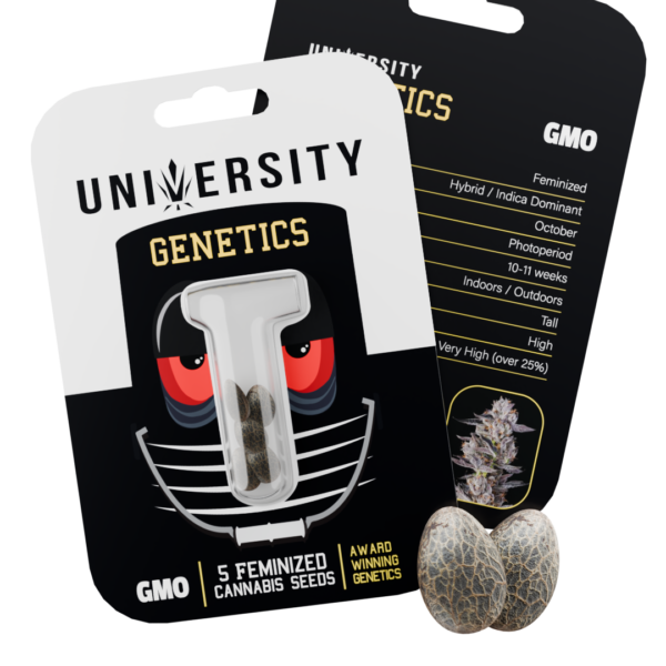 Seeds – GMO – NO BG