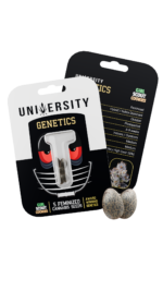 UNIVERSITY Feminized Seeds (10 Pack) - Image 11