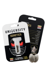 UNIVERSITY Feminized Seeds (10 Pack) - Image 8