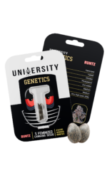 UNIVERSITY Feminized Seeds (10 Pack) - Image 6