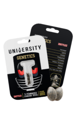 UNIVERSITY Feminized Seeds (10 Pack) - Image 3